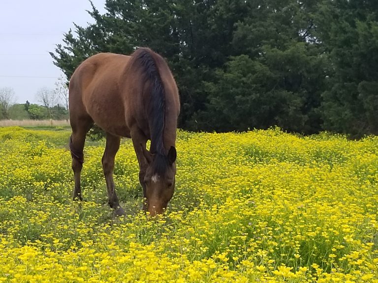 Lucky grazing in a field of yellow wildflowers