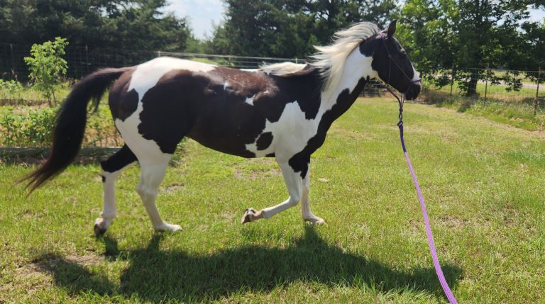 Commander, a black and white paint horse, in a green pasture